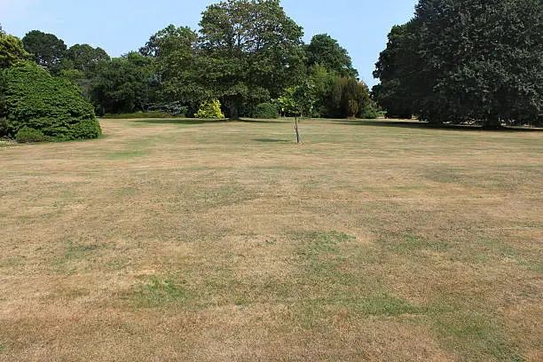 Photo showing dead grass on a park lawn, due to a lack of rain (drought) during particularly hot, dry summer weather, and no watering / irrigation.  The deciduous trees in the background have deeper roots and have been able to find plenty of moisture, remaining nice and green.