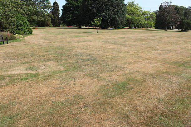 istock Dead grass on brown lawn, drought, hot dry summer weather 507450851