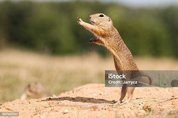 Gopher Stock Photo - Download Image Now - Abstract, Animal, Animal Wildlife