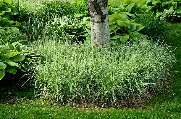 Backyard Landscaping with Variegated Ribbon Grass and Hostas