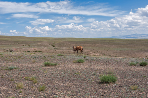 Scenic landscape with a lone camel going through the steppe on a background of mountains in the distance