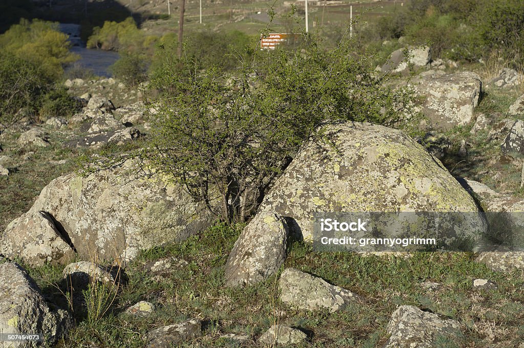 bush between stones Beauty Stock Photo