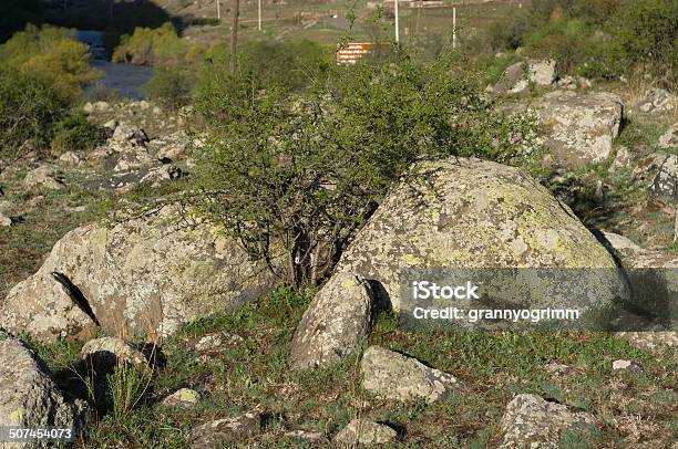Bush Between Stones Stock Photo - Download Image Now - Beauty, Beauty In Nature, Branch - Plant Part