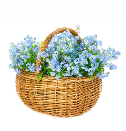 Bouquet of blue spring flowers in basket on white background / Forget-me-not flowers
