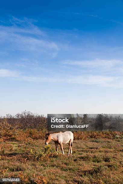 Wild Horsesnew Forest Hampshire England United Kingdom Stock Photo - Download Image Now