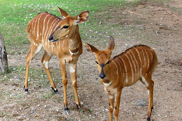 istock African antelope in a zoo 507456012