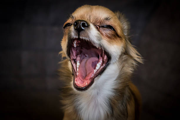 chiot chihuahua - chihuahua dog pets yawning photos et images de collection