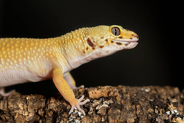 istock Head of a leopard gecko on a tree trunk 507456252