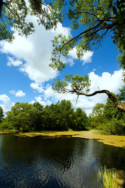 istock Lake of the Woods 507456259