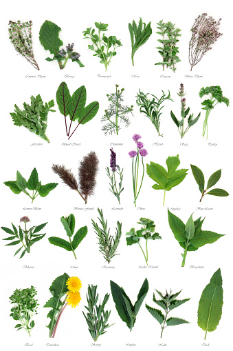 Large fresh herb selection used for culinary and alternative herbal medicine over white background with titles.