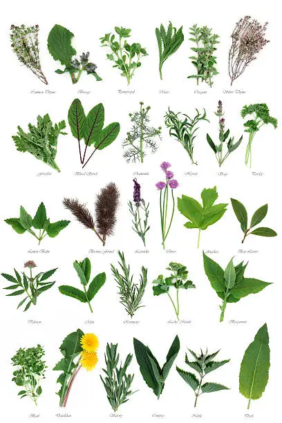 Photo of Large Herb Selection