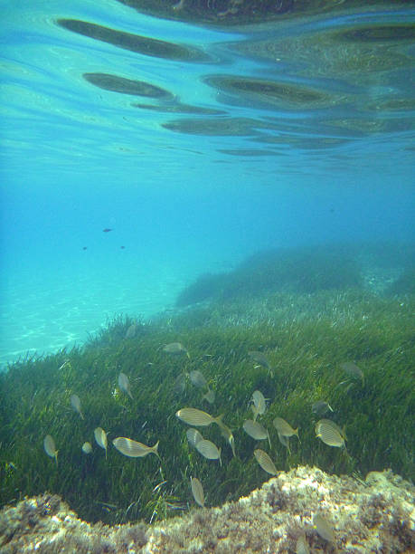 istock Snorkling under the sea on vacation 507457658