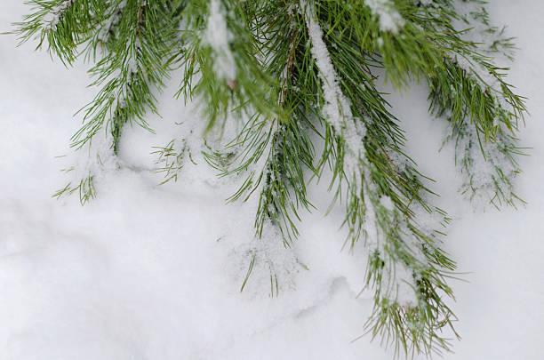 istock Christmas tree in snow thrown out after christmas holidays, toned 507457804