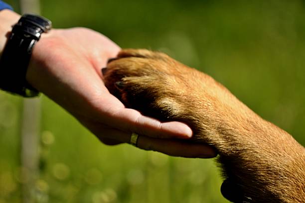 istock Dog´s paw and man´s hand 507458234