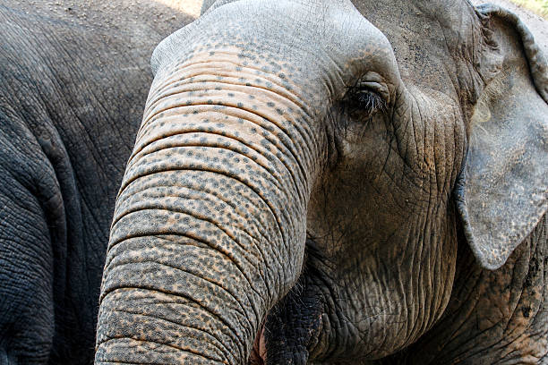 istock Closeup of elephant head 507458282