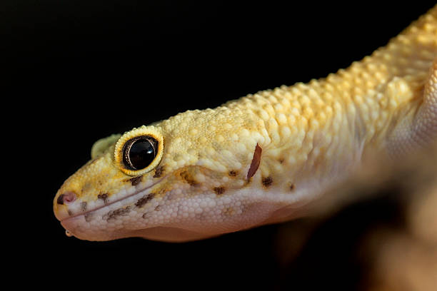 istock Head of a leopard gecko on black background 507458496