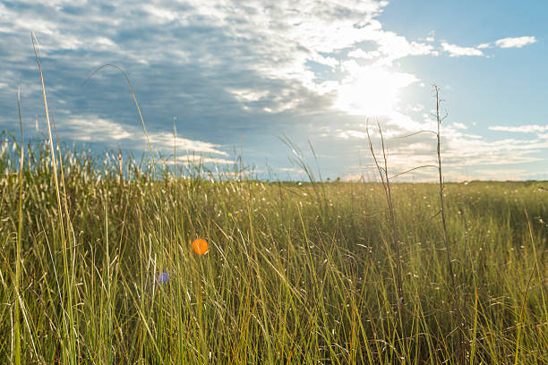 istock Everglades National Park Landscape with Cloudy Sky on Sunny Day 507458702