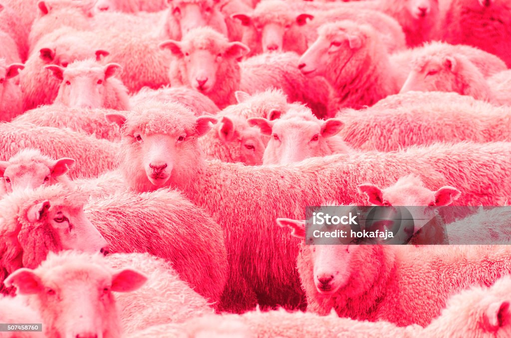 Pink herd of Sheep in the rain, New Zealand Pink herd of wooly wet sheep looking towards the viewer. Focus on one sheep. Selective color changing.  Abstract Stock Photo