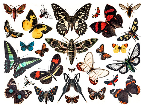 Antique illustration of various butterflies