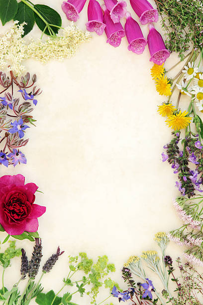 istock Natural Flower and Herb Medicine 507459148