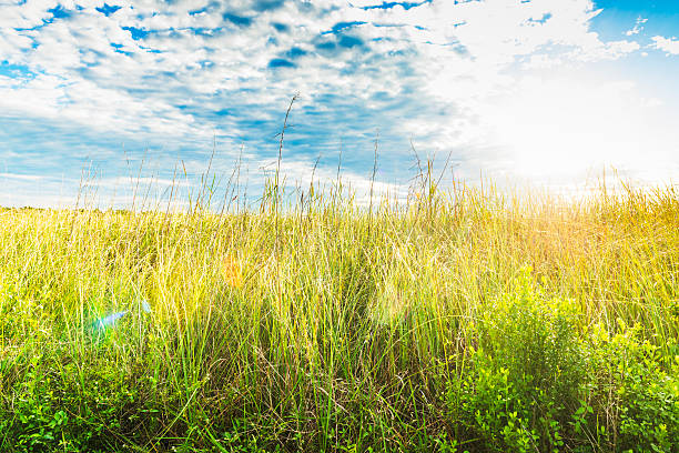 istock Everglades National Park Landscape with Cloudy Sky on Sunny Day 507459224