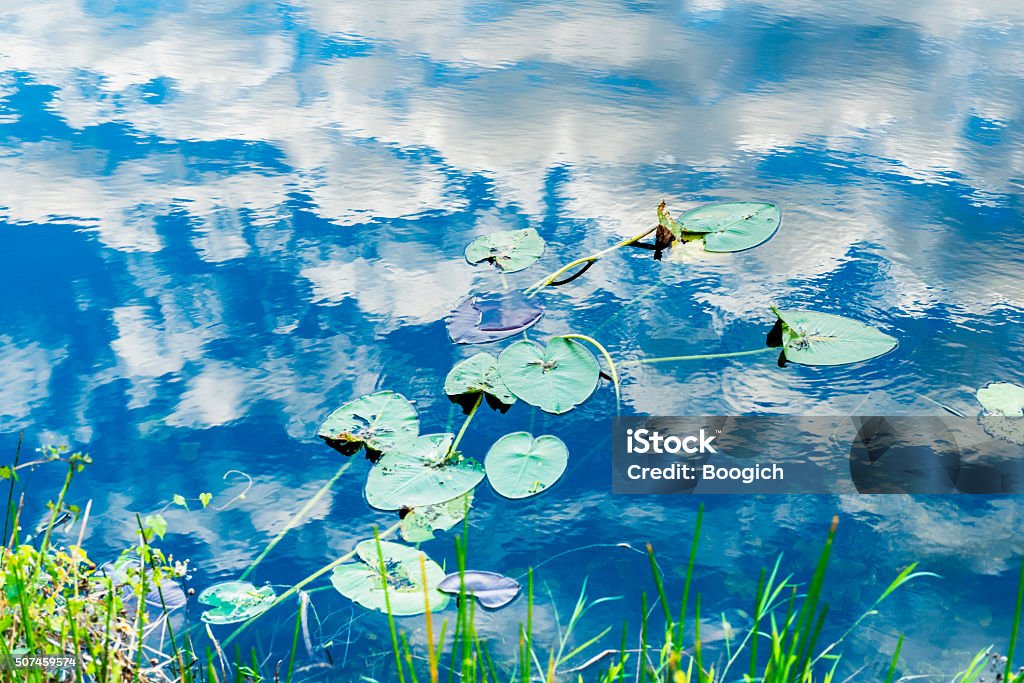 Everglades Lilly Pads Floating on Clouds and Blue Sky Reflections This is a horizontal, color, royalty free stock photograph shot with a Nikon D800 DSLR camera. It is a winter afternoon in South Florida's Everglades National Park, an international travel destination.  Photographed on Anihinga Trail. The bright day time sky with bright blue sky and white clouds reflects on the tranquil water's surface. Lilly pad floats on this wetland landscape. Everglades National Park Stock Photo