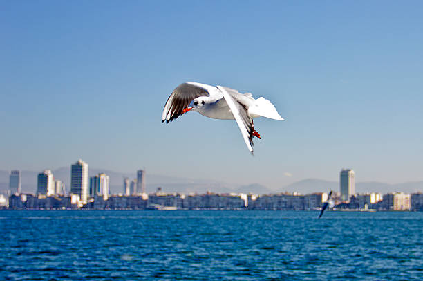 izmir mar egeo a la ciudad - sailing ship industrial ship horizon shipping fotografías e imágenes de stock