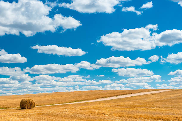 istock harvested field after harvest cereals cultures 507459832