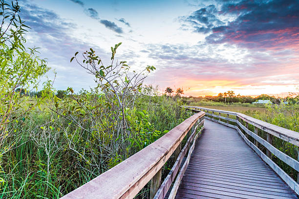 Boardwalk Path on Anihinga Trail in Everglades National Park USA This is a horizontal, color, royalty free stock photograph shot with a Nikon D800 DSLR camera. It is a winter afternoon in South Florida's Everglades National Park, an international travel destination.  Photographed on Anihinga Trail. The sky at dusk reflects pastel colors on the tranquil water's surface. Lilly pads float on this wetland landscape. Mangrove trees fill the background. everglades national park photos stock pictures, royalty-free photos & images