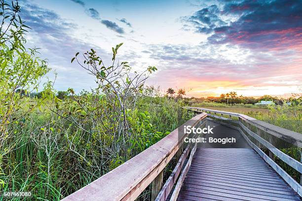 Boardwalk Path On Anihinga Trail In Everglades National Park Usa Stock Photo - Download Image Now