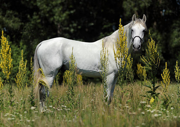 holstein gris caballo en el prado de verano - draft horse fotografías e imágenes de stock