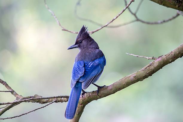 1,200+ Blue Jay Winter Stock Photos, Pictures & Royalty-Free