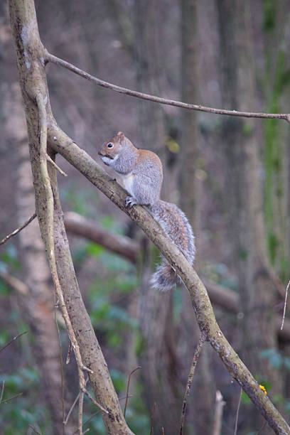istock Squirrel eating acorn on a branch 507472688