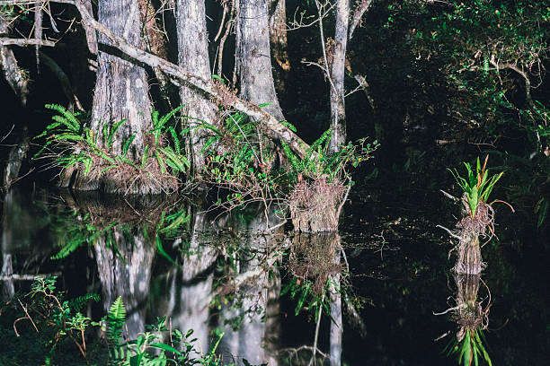 groß cypress sumpf nationalen park nacht in die everglades - big cypress stock-fotos und bilder