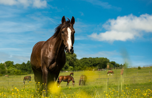 Liver chestnut horse with a white stripe, in a green grass field with yellow flowers and blue sky.