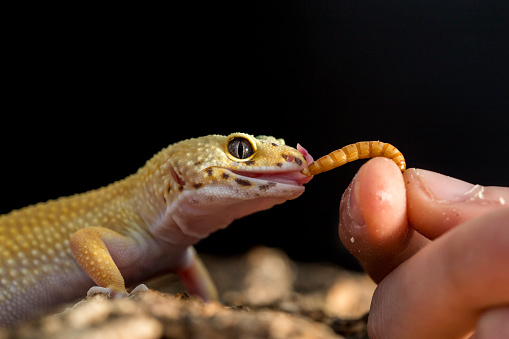 Closeup of a leopard gecko, Eublepharis macularius eating a mealworm from the hand