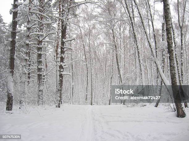 Winter Landscape In The Forest Stock Photo - Download Image Now - Birch Tree, Day, Forest