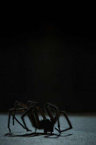 istock Domestic UK house spider walking in dark moonlight 507476914