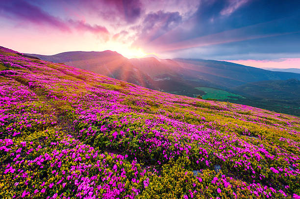 istock Summer morning scene of Carpathian mountains. 507476938
