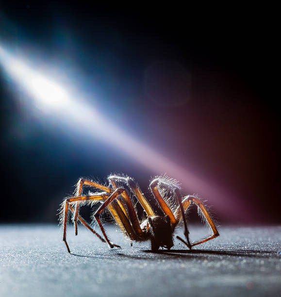 istock Domestic UK house spider walking in dark 507477076