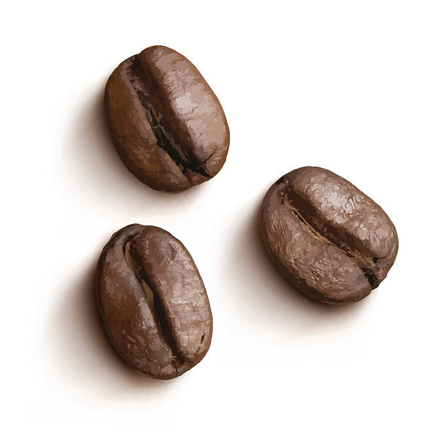 Vector coffee beans isolated. vector art illustration