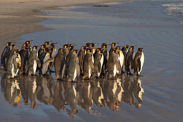 istock Group of King Penguins 507479154