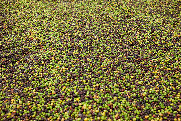 Raw coffee crop with pulp stock photo