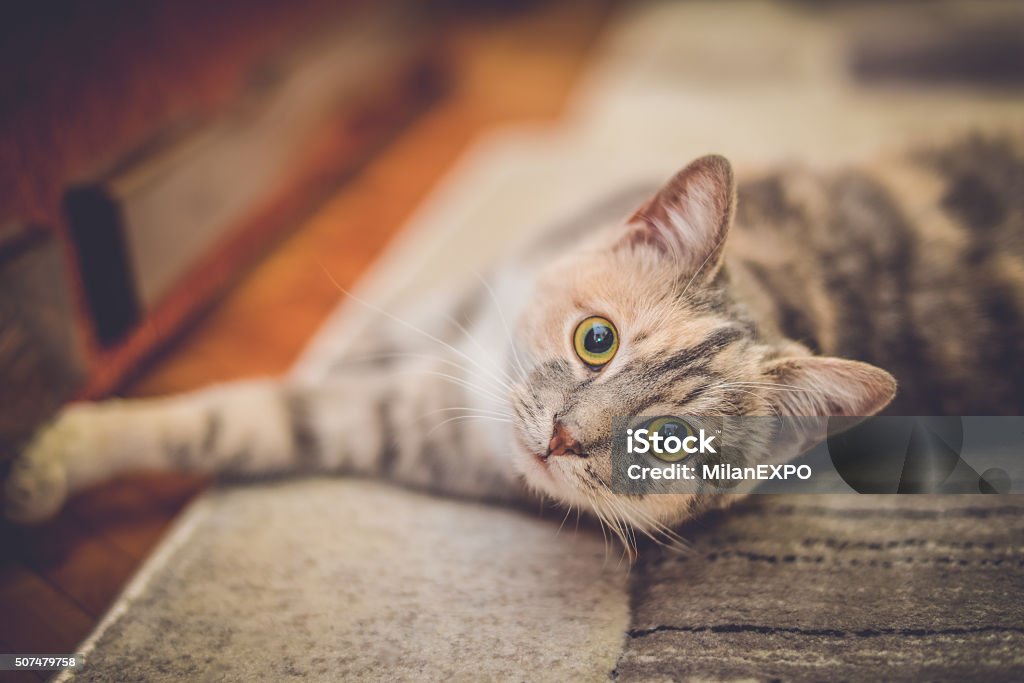 Cute little cat with green eyes Cute little cat with green eyes lying down Domestic Cat Stock Photo