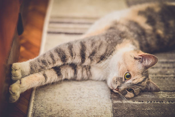 istock Cute little cat with green eyes 507479776
