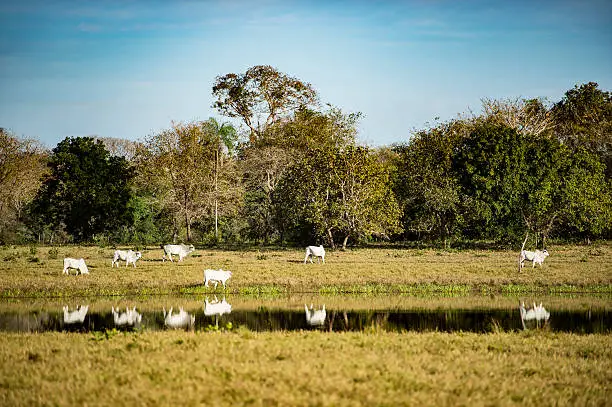 white cattle reflecting in the river - grazing on the pasture