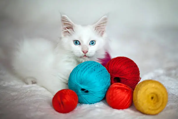 Photo of White kitten Maine Coon with tangles of threads