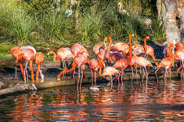 istock Group of flamingos in a pond 507480144
