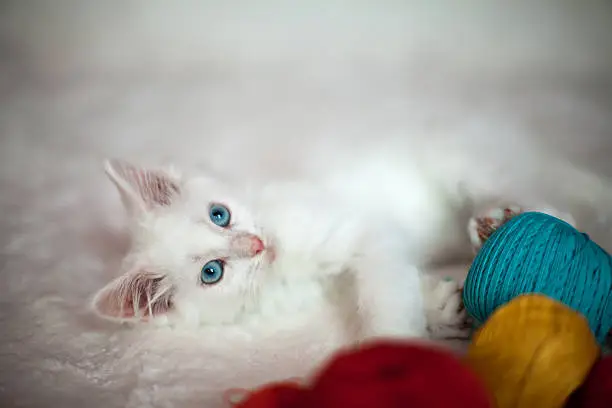 Photo of White kitten with tangles of threads