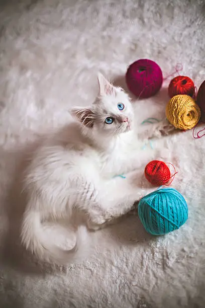 Photo of White kitten playing with colored balls of yarn